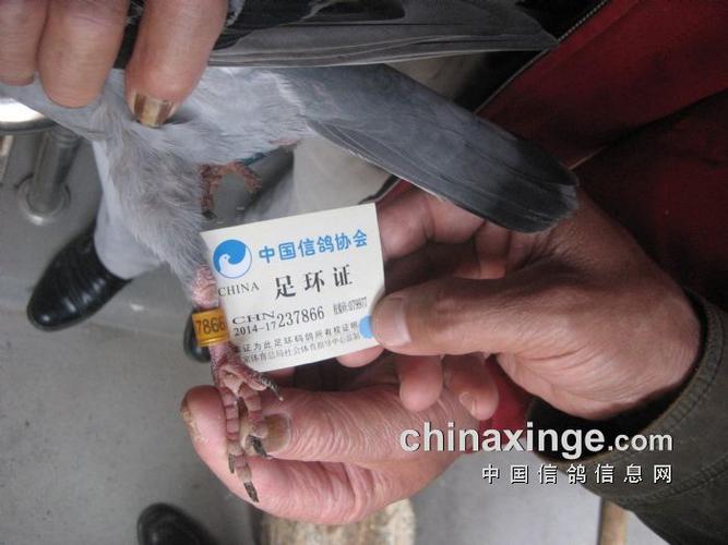 南阳铁路信鸽赛事直播