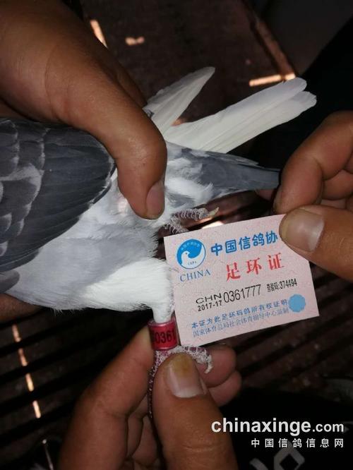 南阳铁路信鸽赛事直播