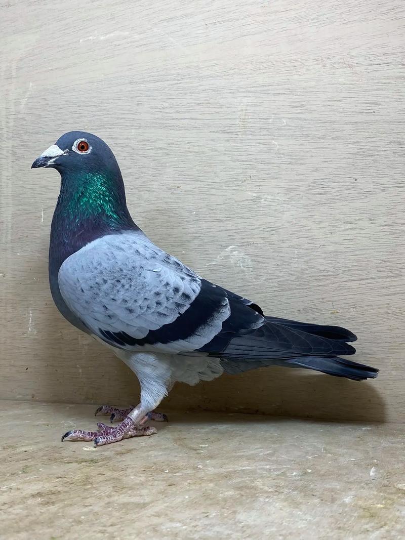 高雄区信鸽协会赛直播