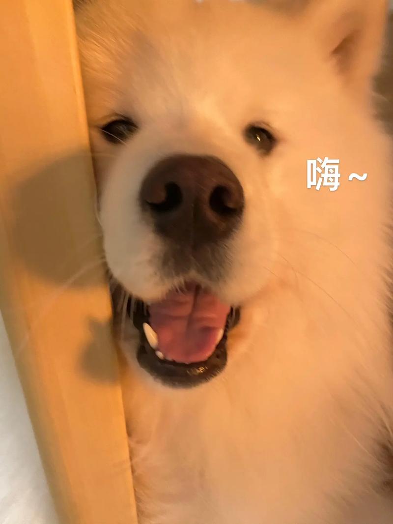 快手小狗教学视频下载