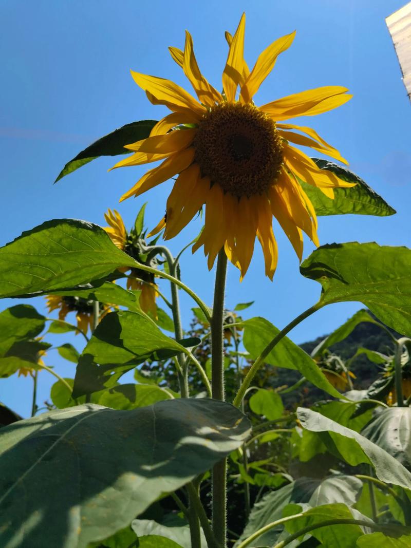 抖音会扭的向日葵视频