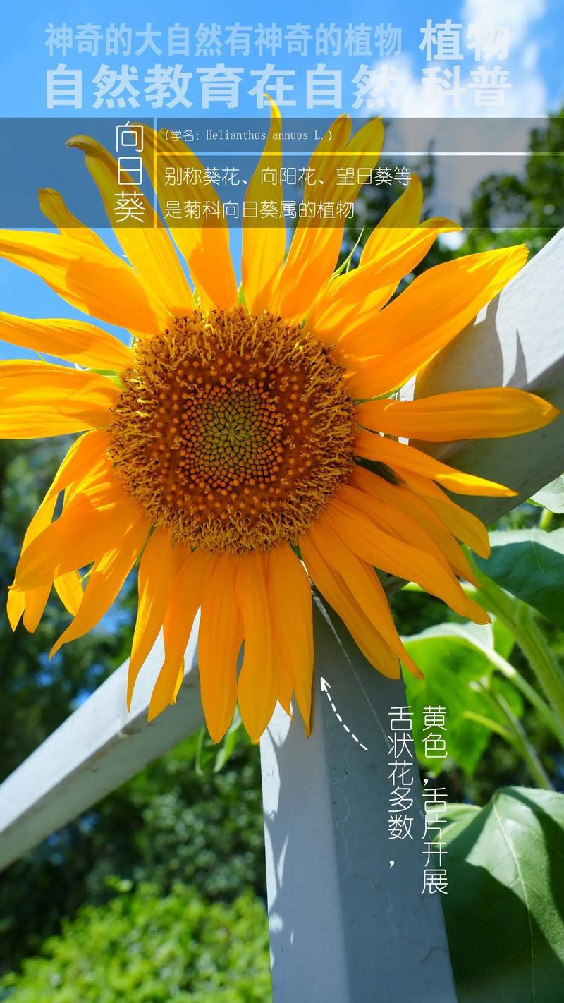 抖音会扭的向日葵视频