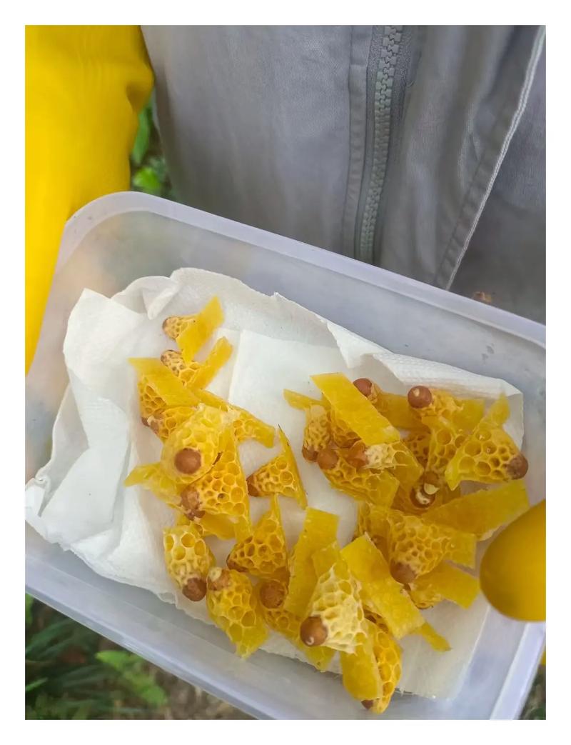 蜜蜂人工育王视频直播