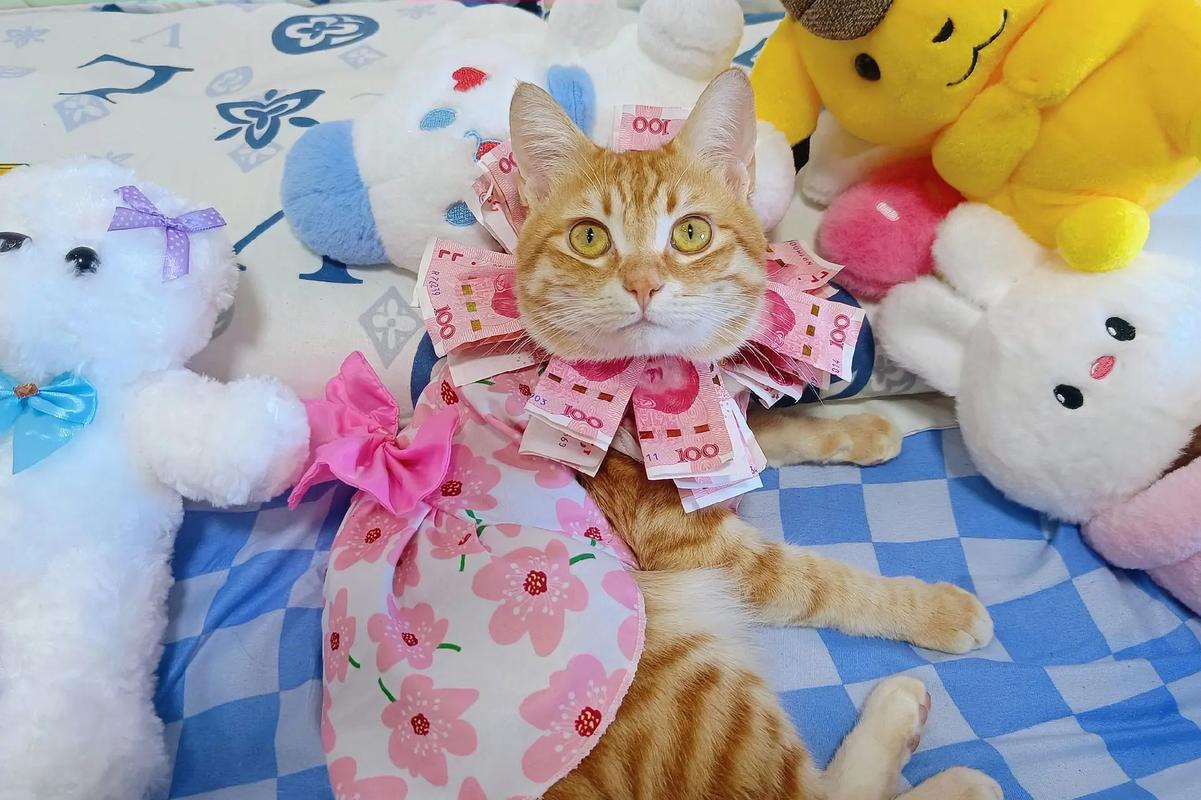 抖音上很火的偷钱的猫