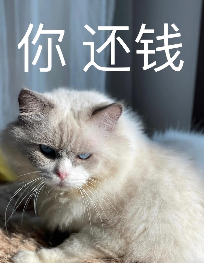 抖音上很火的偷钱的猫