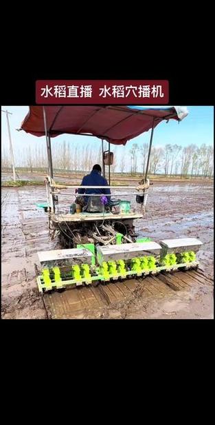 水稻苗床管理视频直播