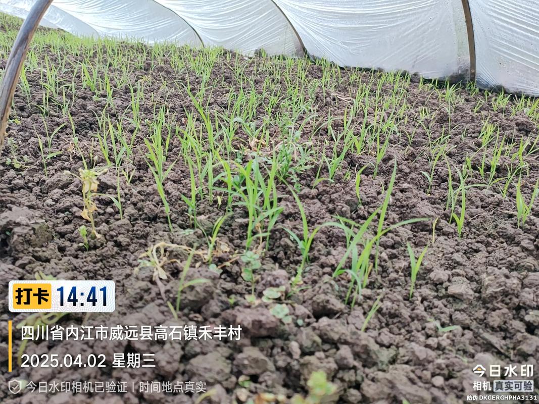 水稻苗床管理视频直播