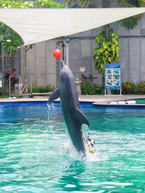 动物园里有小海豚抖音