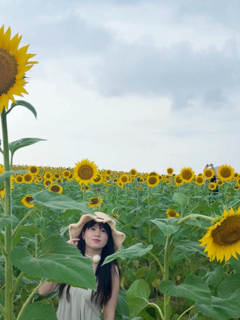 抖音里会唱歌的向日葵