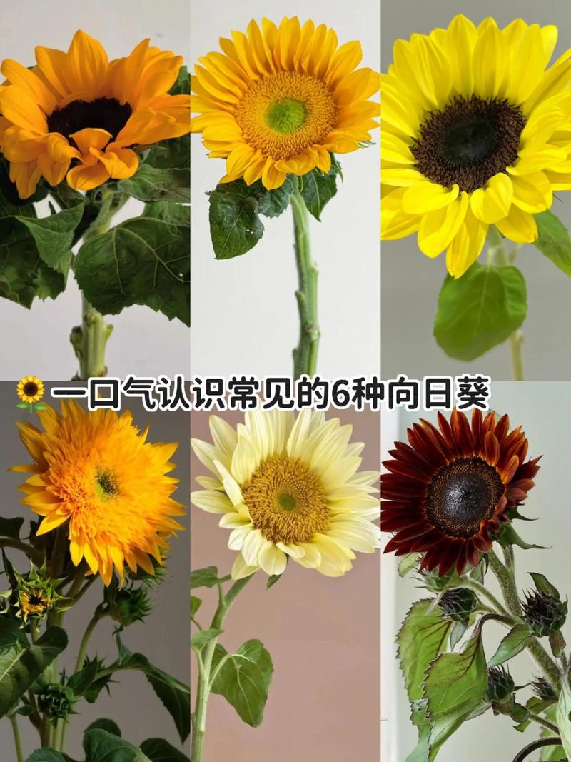 抖音网红向日葵的歌曲