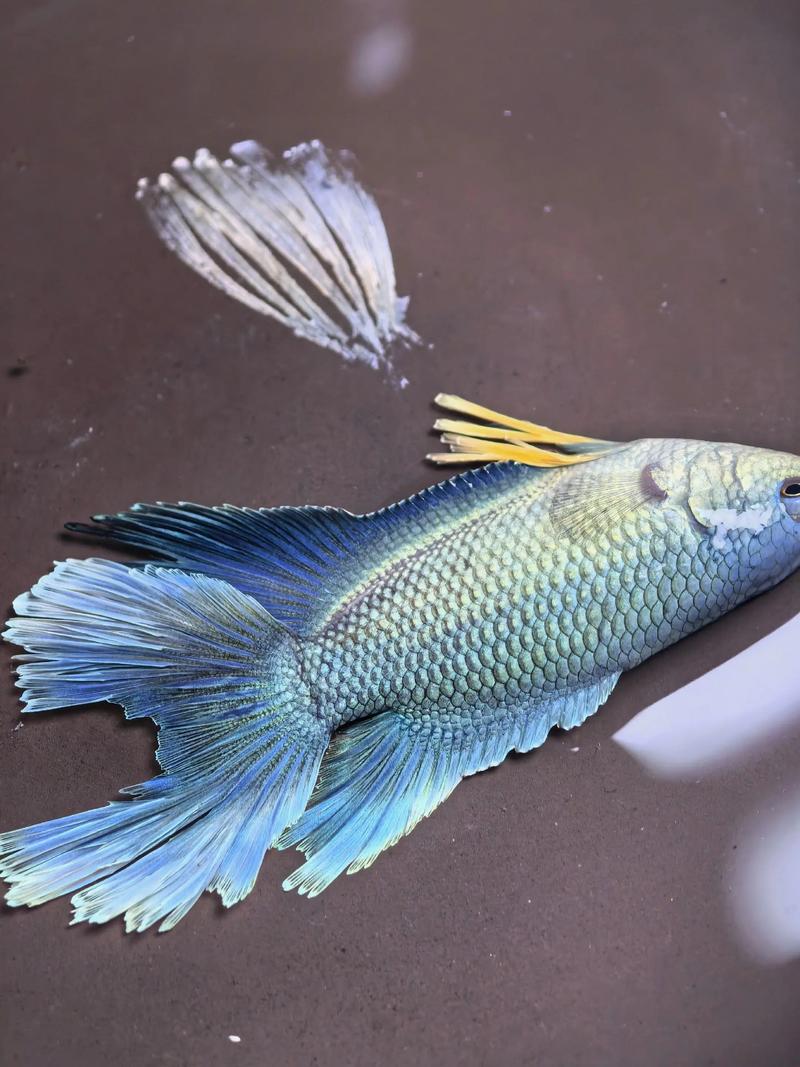 斗鱼直播分类可以改吗