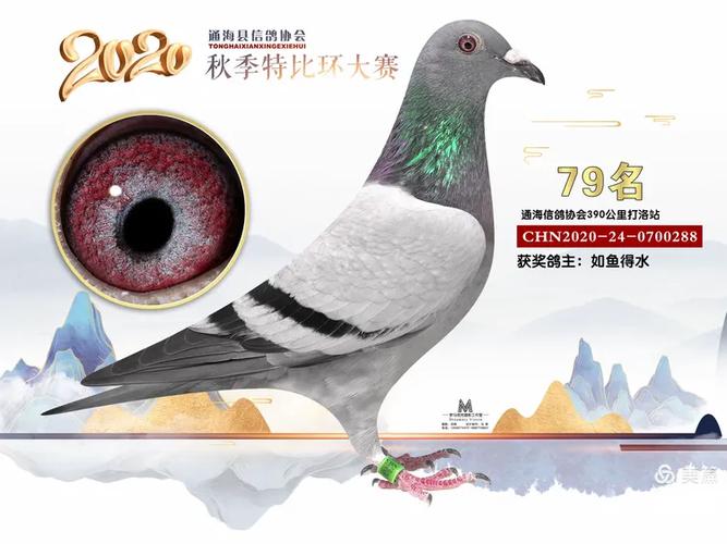 通海信鸽协会赛事直播