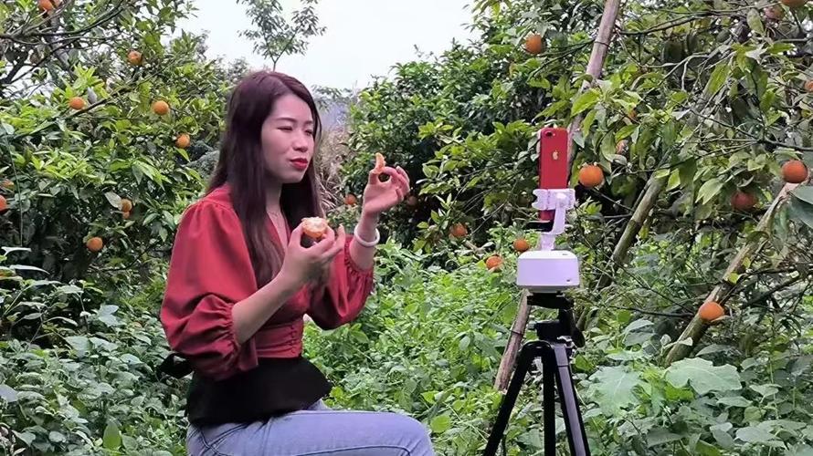 沃柑种植技术视频直播