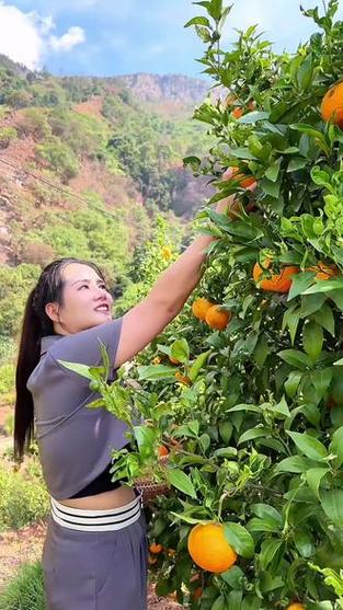 沃柑种植技术视频直播