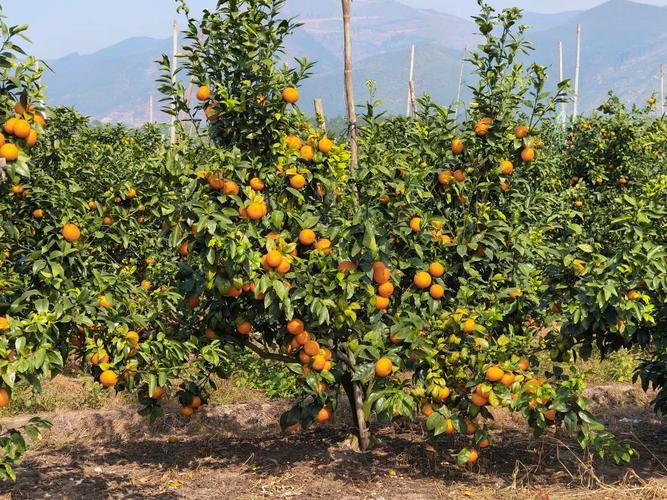 沃柑种植技术视频直播