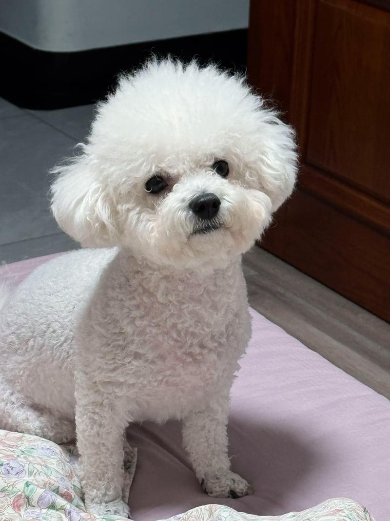 米熊直播怎么获取米粒