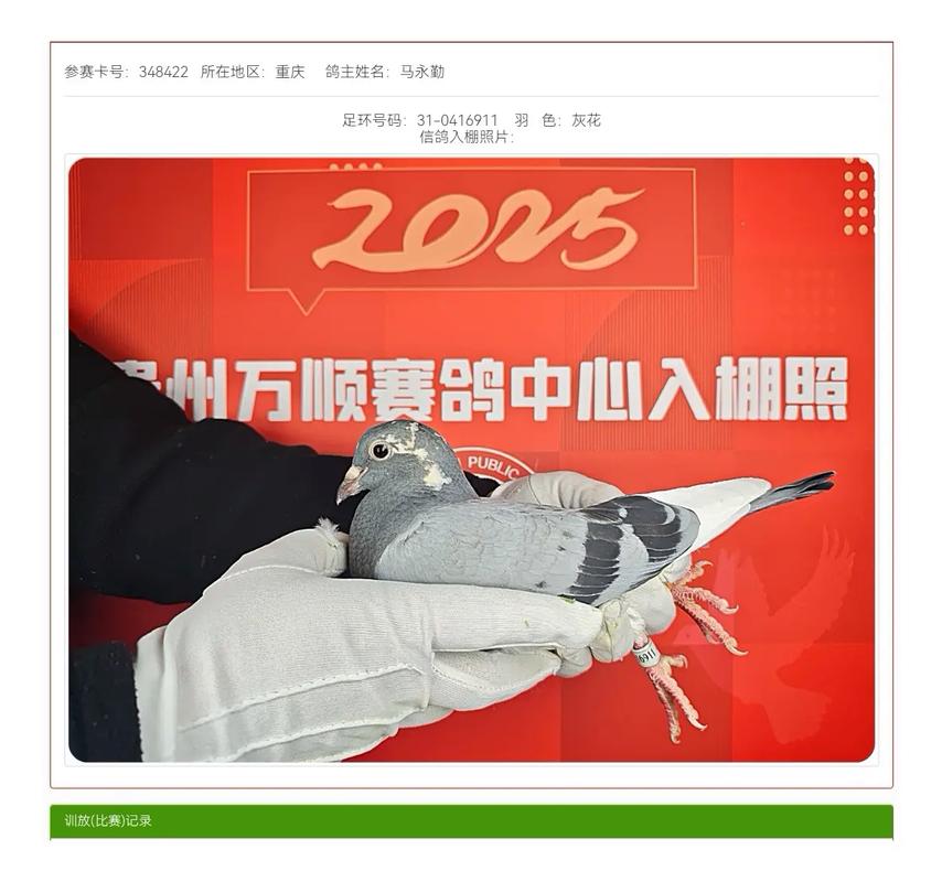 中华信鸽赛事直播平台