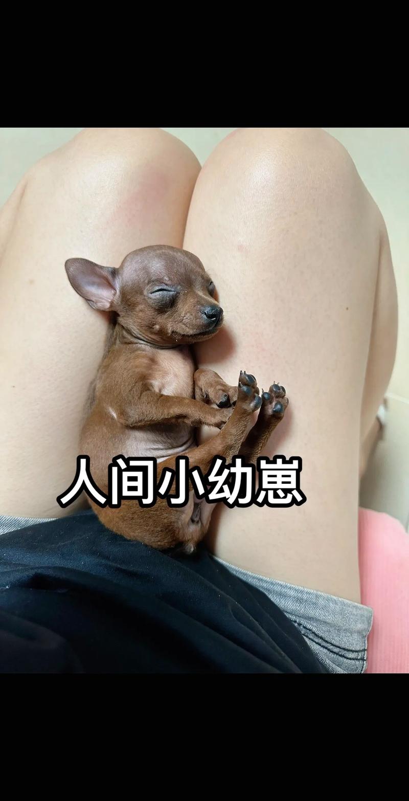 小鹿犬的配种视频直播