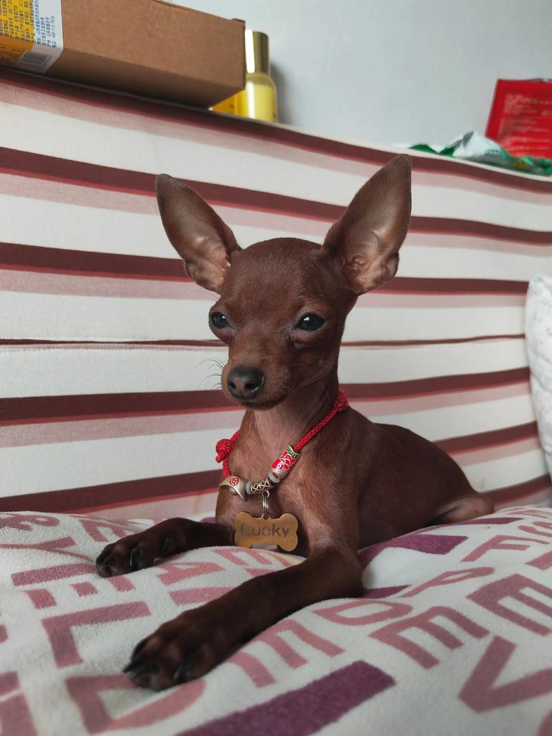 小鹿犬的配种视频直播