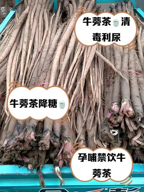 抖音里卖的黄金牛蒡茶