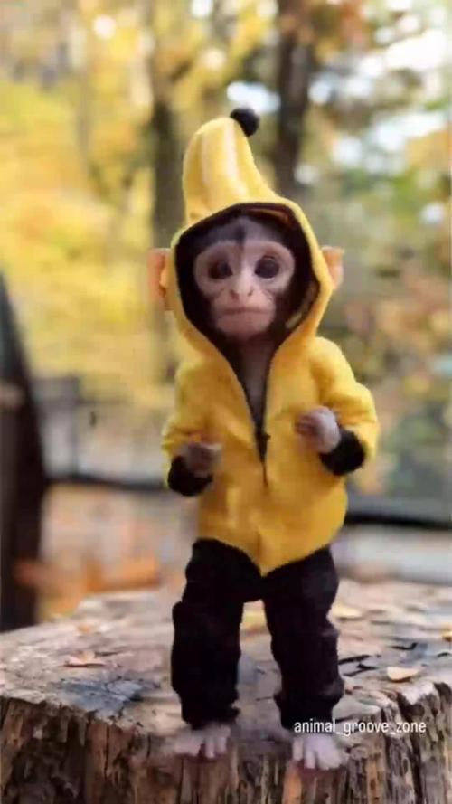 快手猴子跳舞图片大全