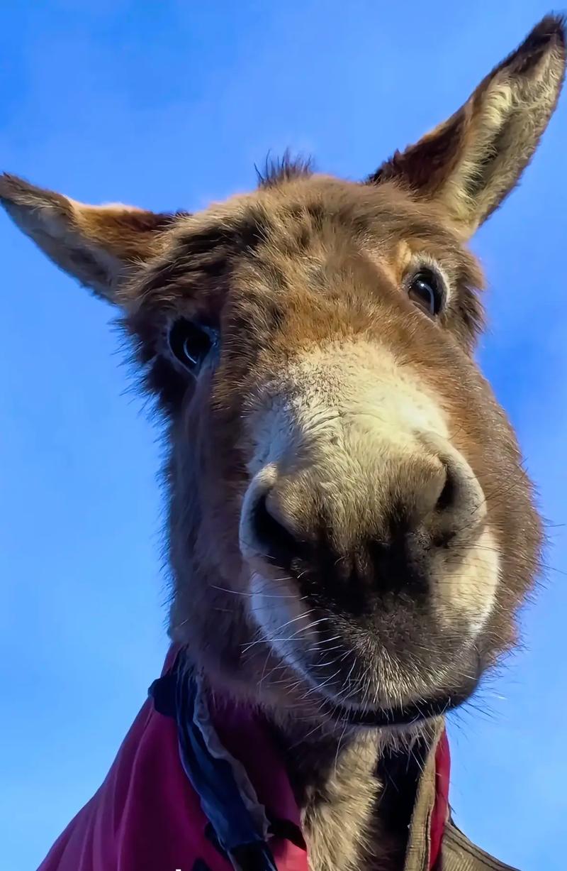 抖音上会说话的小毛驴