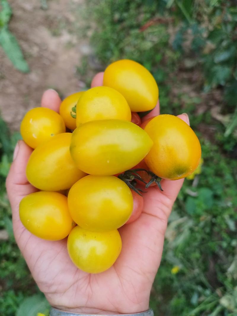 深圳西红柿快手叫什么