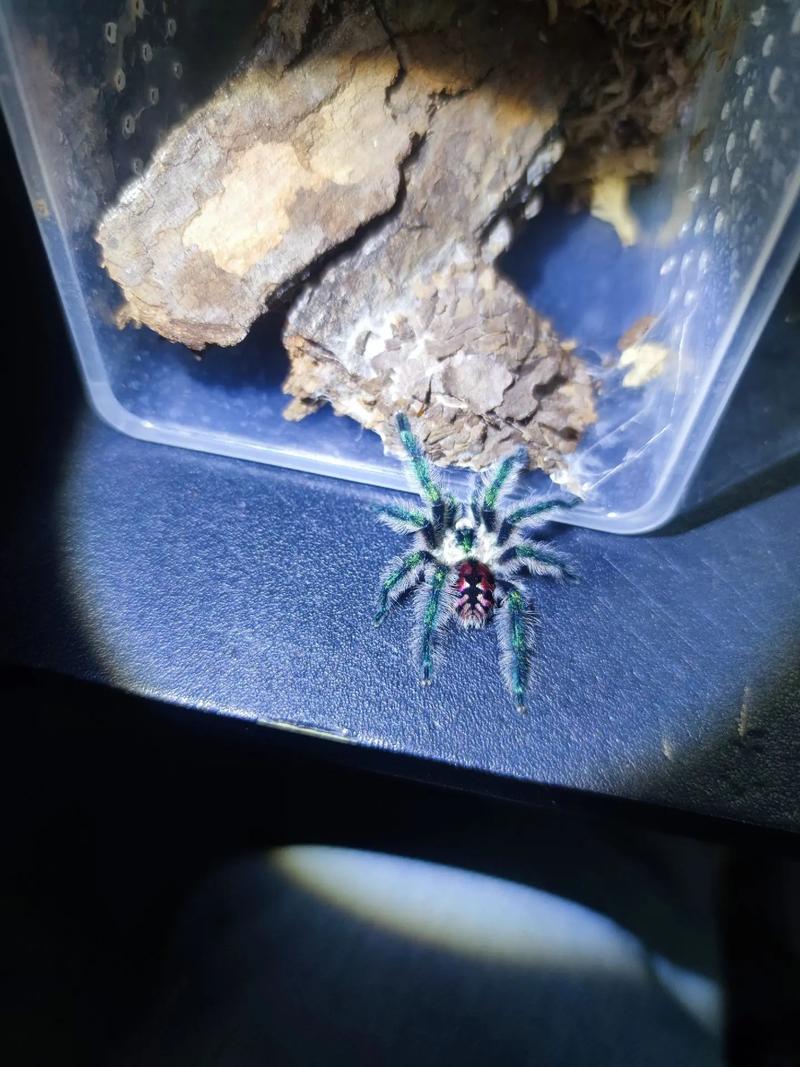 抖音同款小蜘蛛爬爬爬