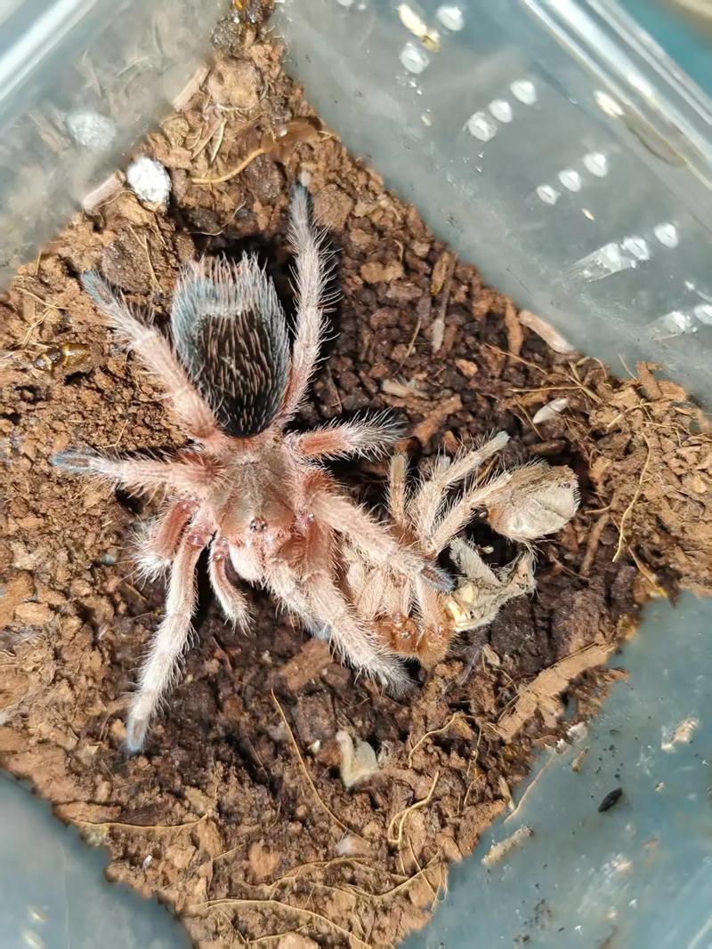 抖音同款小蜘蛛爬爬爬