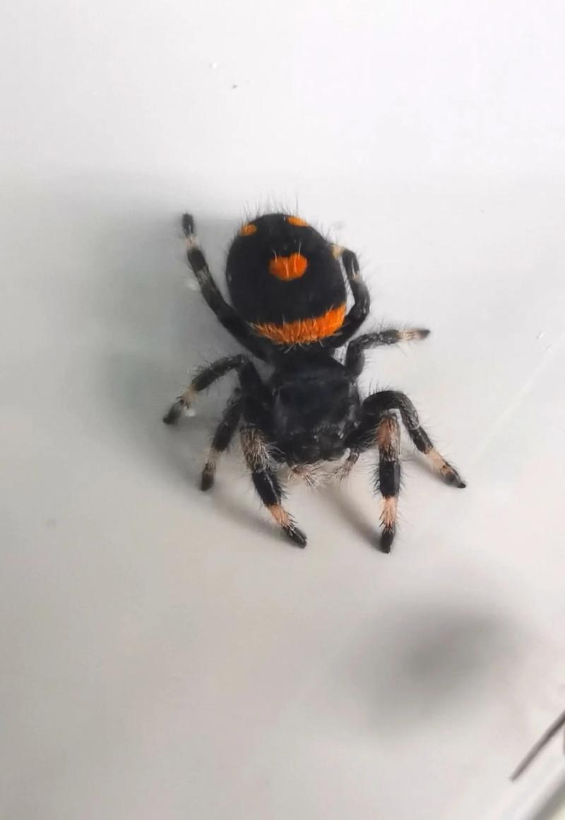 抖音同款小蜘蛛爬爬爬