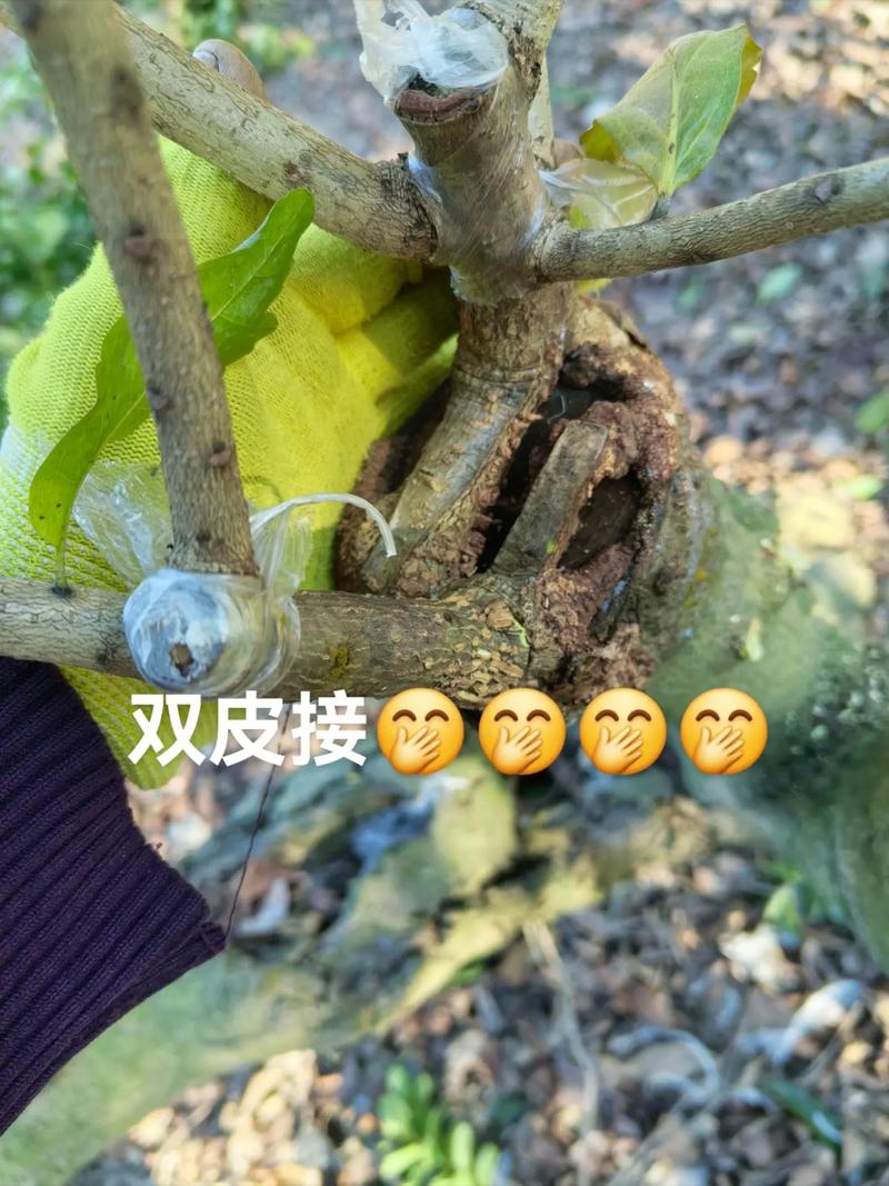 杨梅嫁接技术视频直播