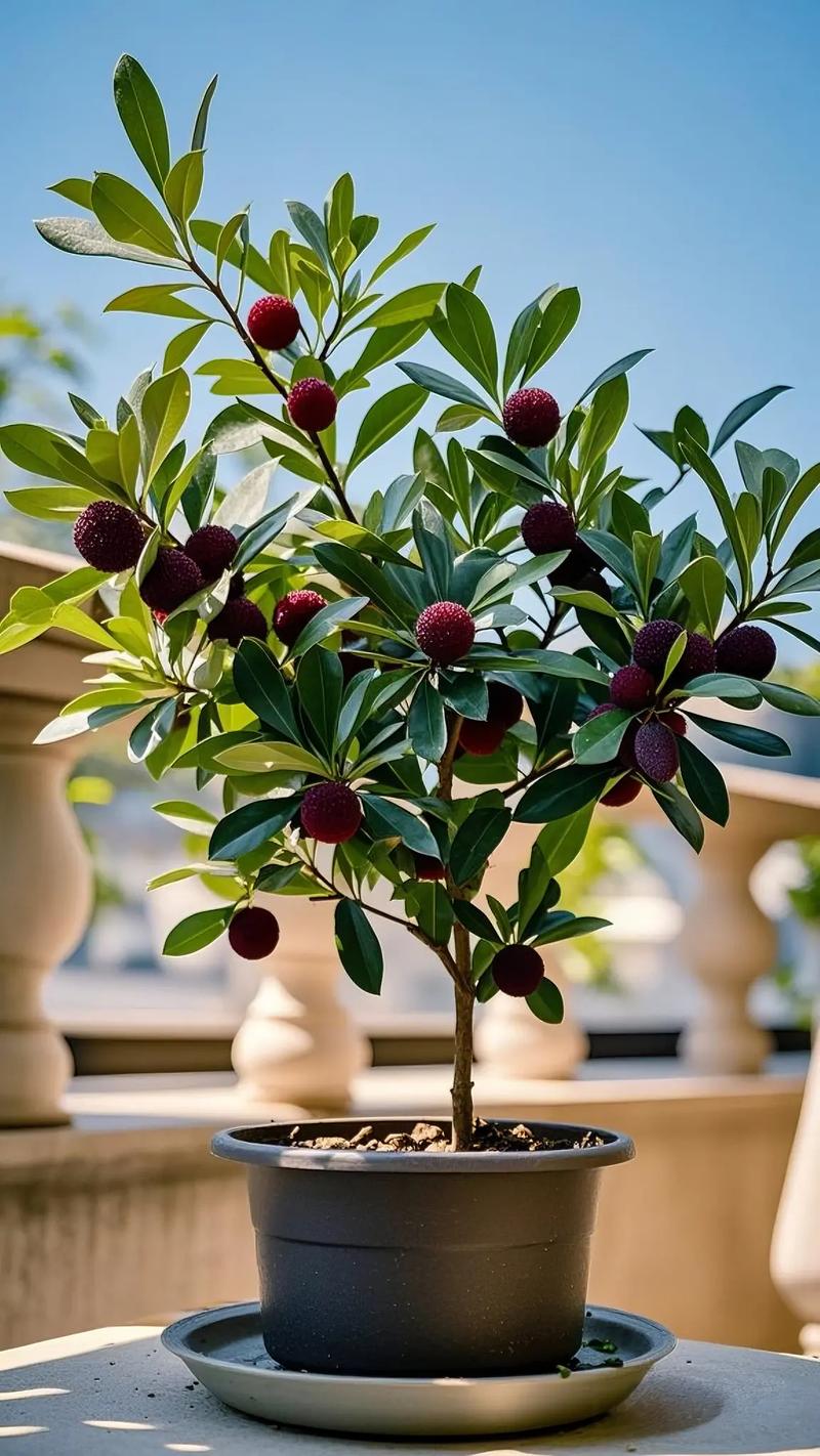 杨梅嫁接技术视频直播