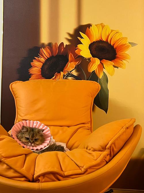 抖音太阳花和猫的视频