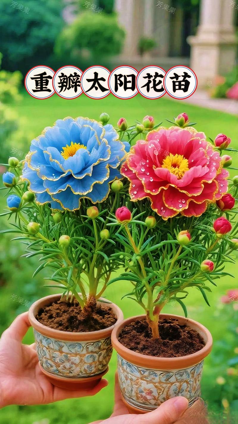 抖音大阳花蓝牙怎么用