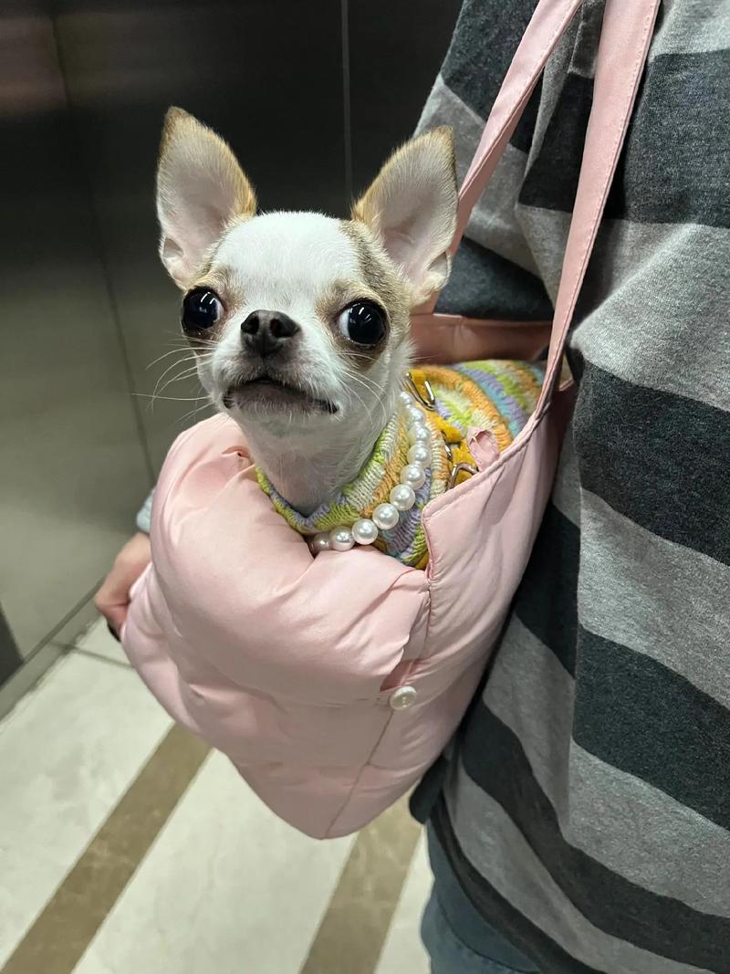 抖音里扶着门的吉娃娃