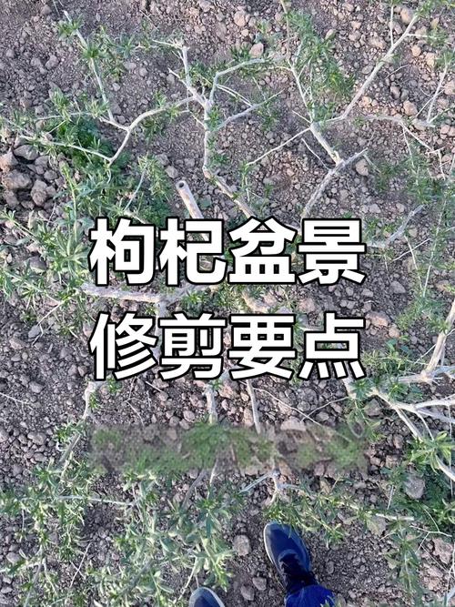 枸杞修剪技术视频直播