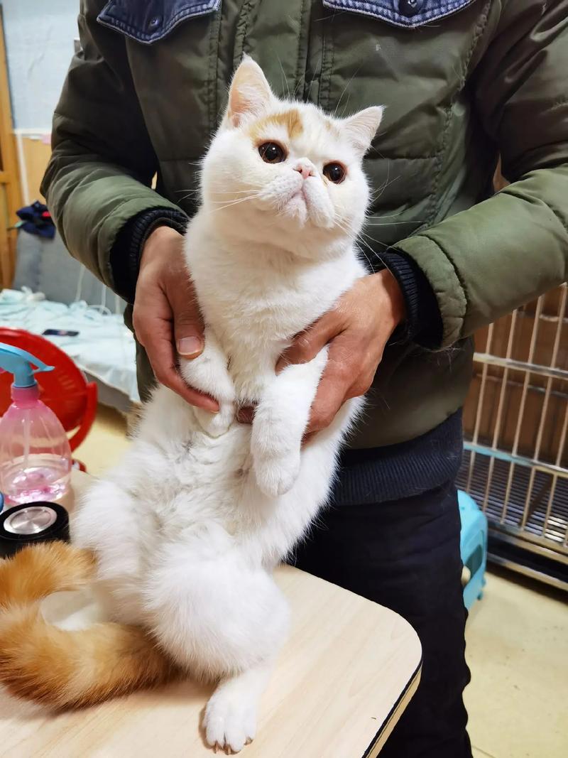 抖音成都加菲个人资料