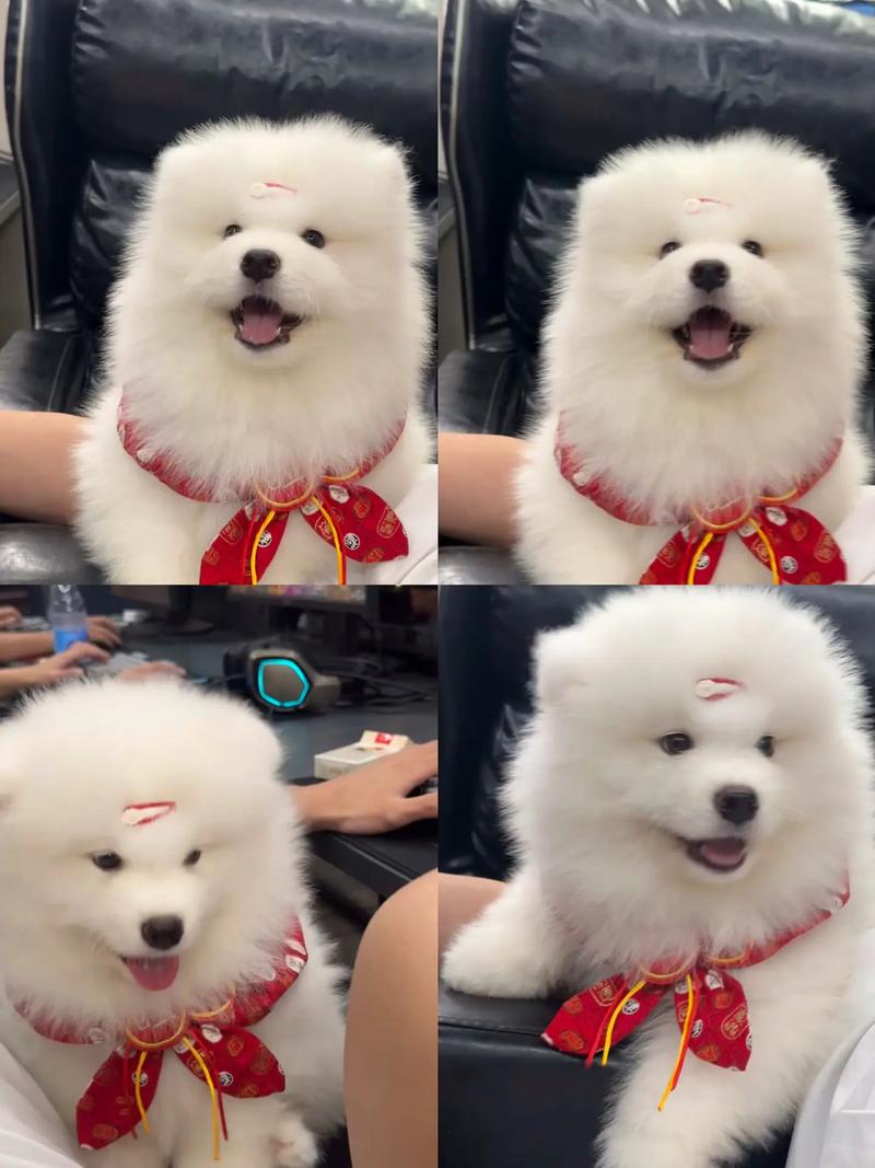 快手萨摩耶主人的id
