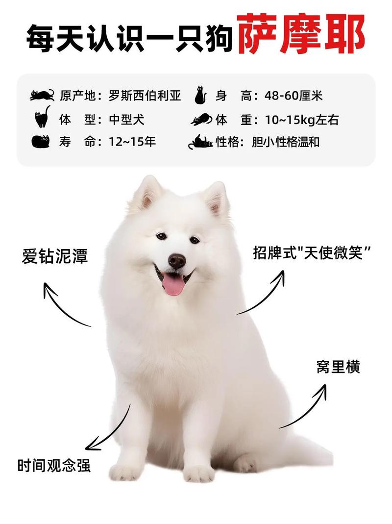 快手萨摩耶主人的id