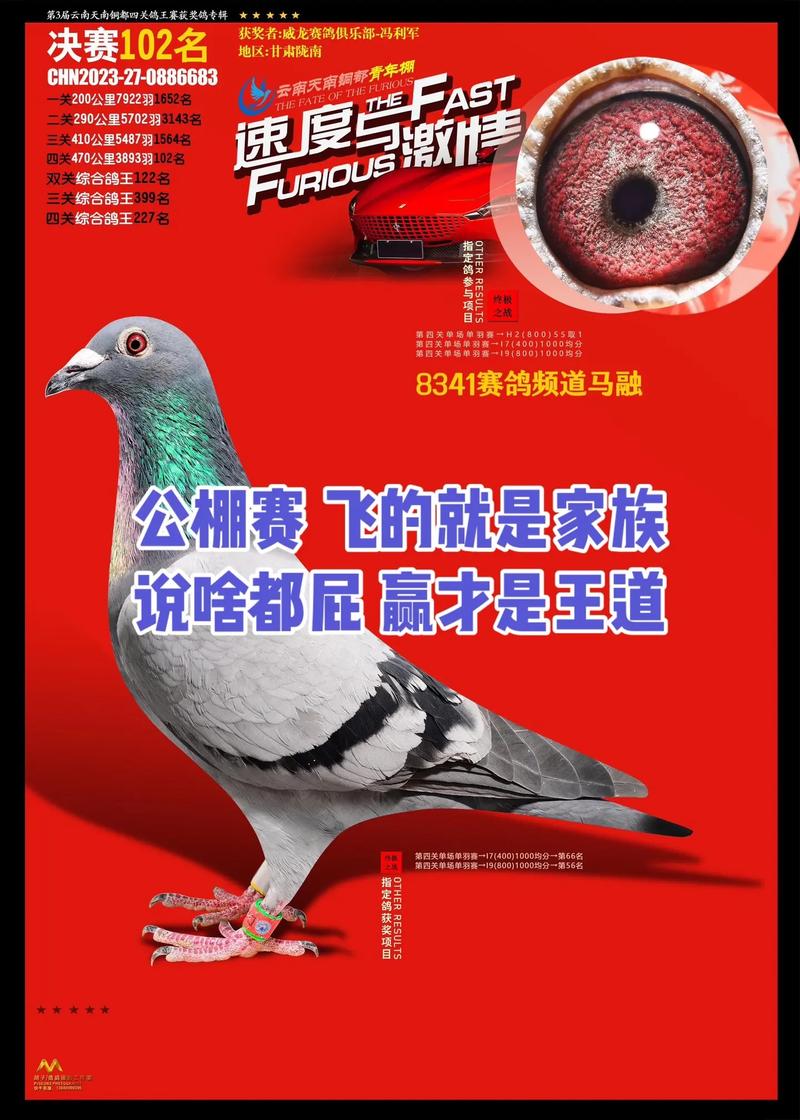 中国信鸽竟翔赛事直播