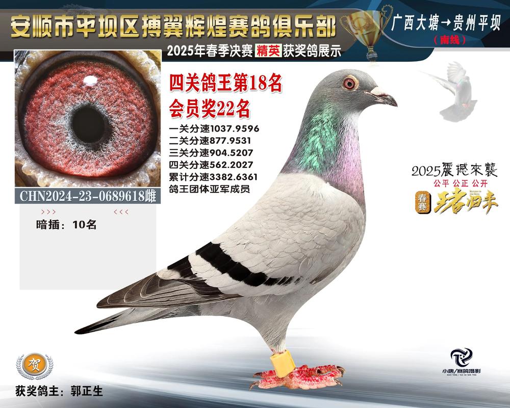 中国信鸽竟翔赛事直播