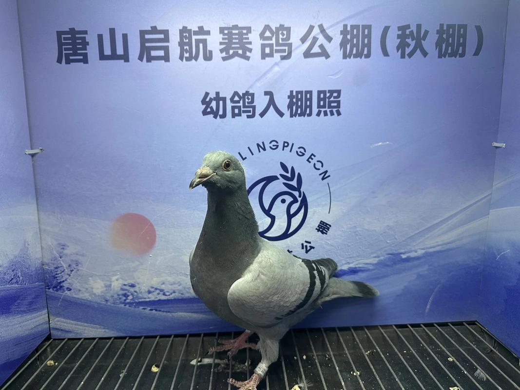 上海信鸽协会比赛直播