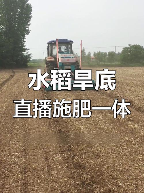直播水稻高产栽培技术