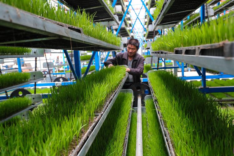 直播水稻高产栽培技术