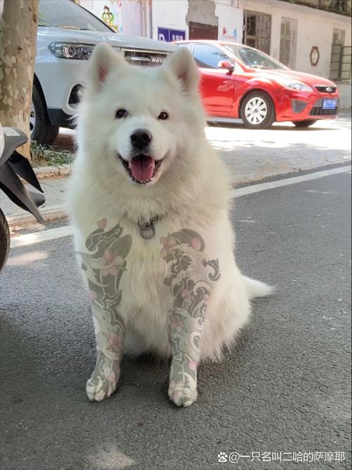 快手所有的萨摩耶id