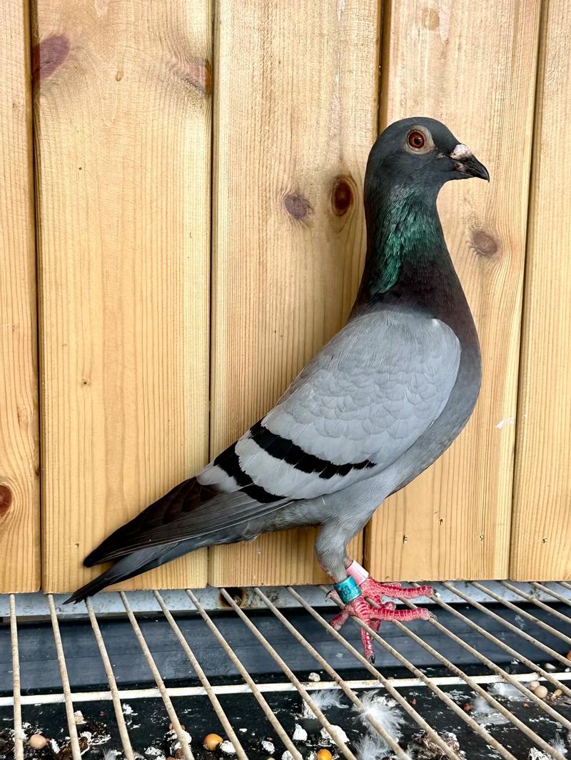 云飞赛事直播各地公棚