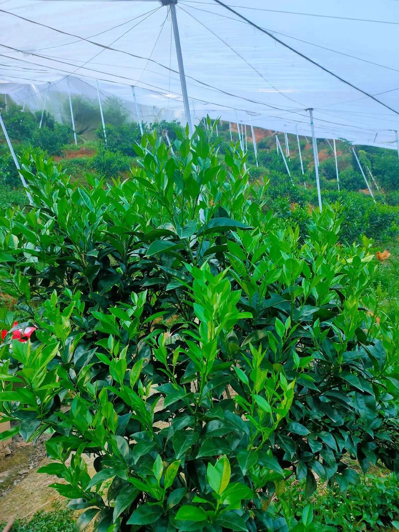 抖音上绿色撕拉面膜是