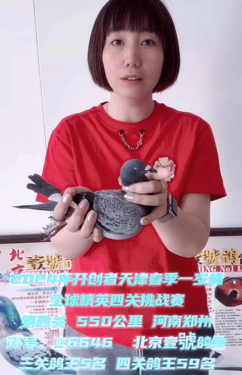 眉山信鸽协会赛事直播