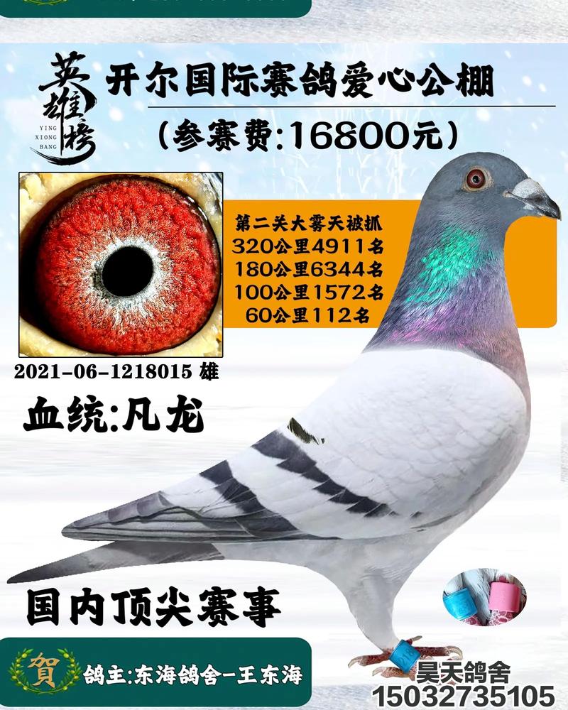 中国信鸽赛事直播平台