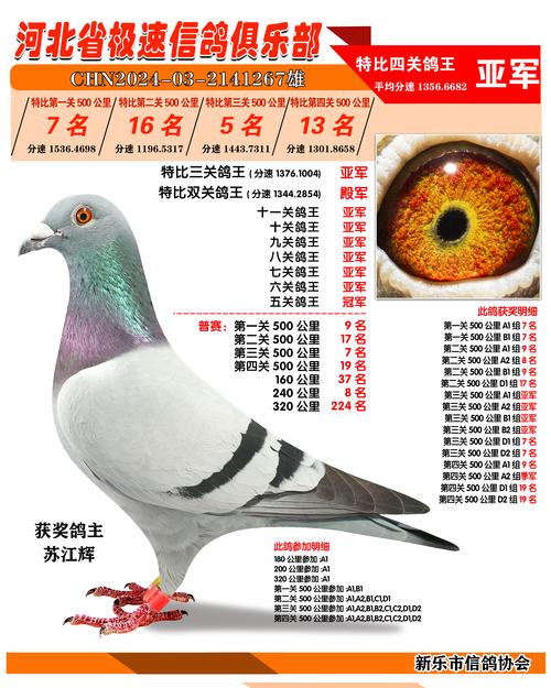 中国信鸽赛事直播平台